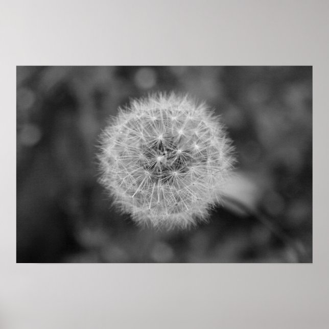 Poster Dandilion (Frente)