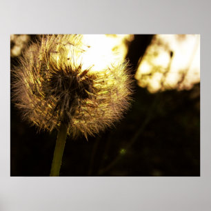 Póster Dandy Dreams