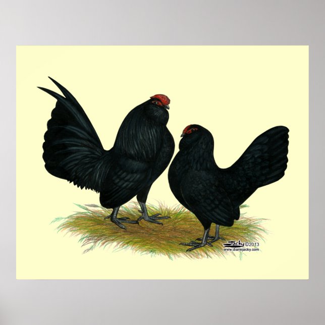 Poster D'Anvers Black Bantams (Frente)