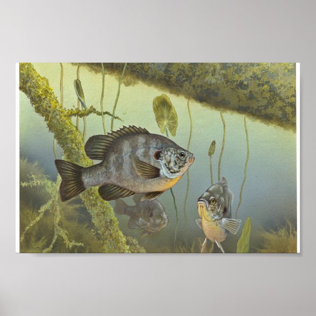 Poster Dardos Sunfish (Frente)
