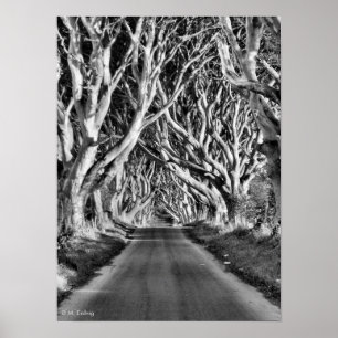 Poster Dark Hedges B&W Print