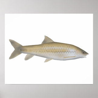 Poster Dark Mahseer