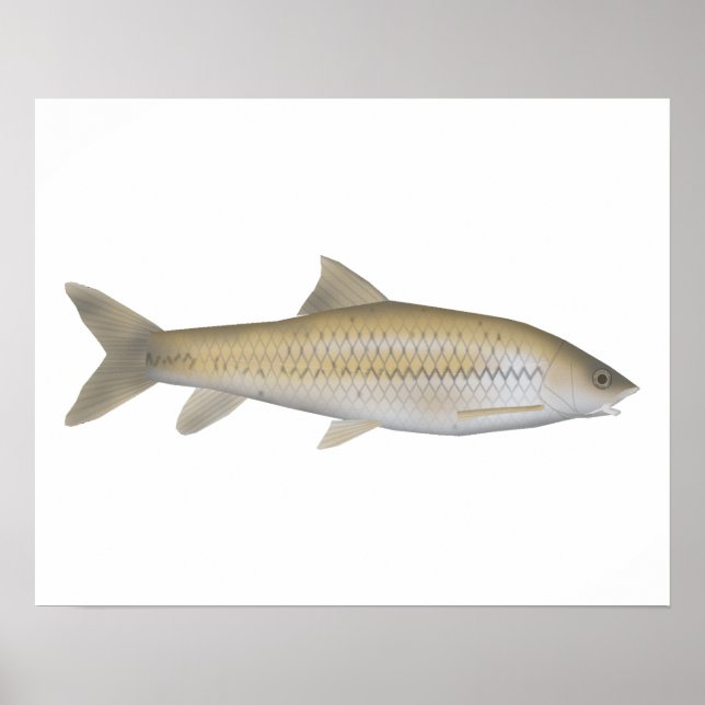 Poster Dark Mahseer (Frente)