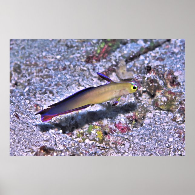 Poster Dart Goby decorado (Frente)