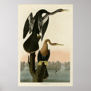 Poster Darter de barriga negra das aves da América de Aud