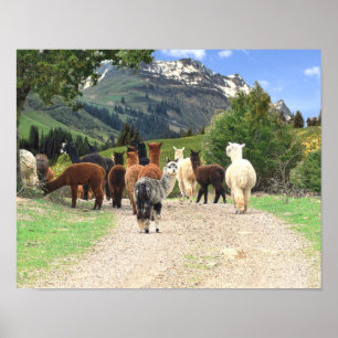 Poster das alpacas