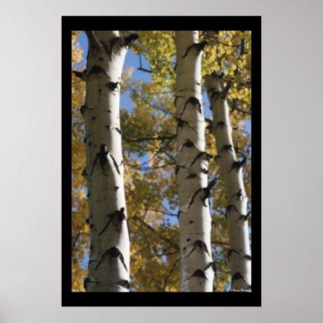 Poster das Árvores de Birch (Frente)