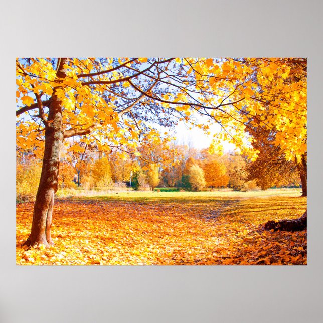 Poster das Árvores do outono (A vibrant autumn landscape filled with golden leaves and trees. )