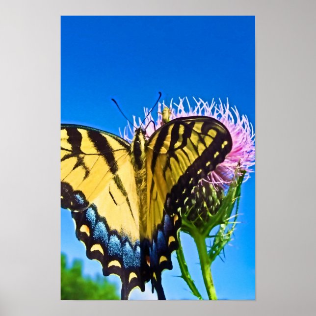 Poster das Asas do Amor (Frente)