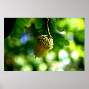 Poster Das bolotas pequenas cresça carvalhos poderosos