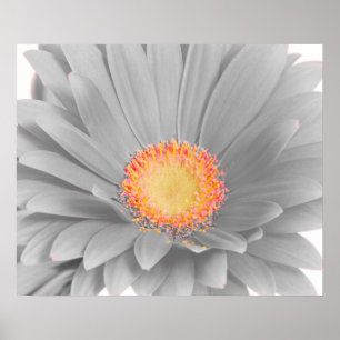 Poster das canvas da margarida do Gerbera