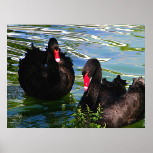 Poster das cisnes pretas