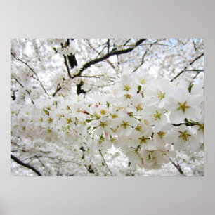 Poster das flores de cerejeira 12
