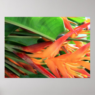 Poster das Flores de Heliconia havaianas