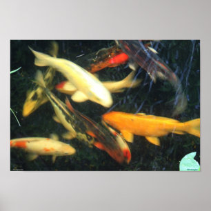 Poster das impressões de Koi