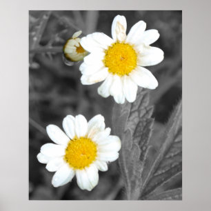Poster das margaridas