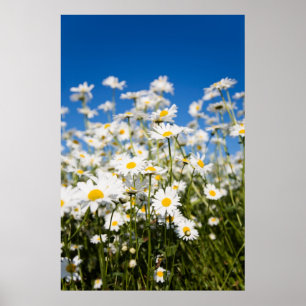 Poster das margaridas/impressão das canvas