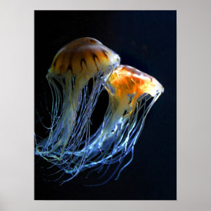 Poster das medusa