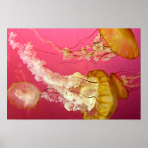 Poster das medusas