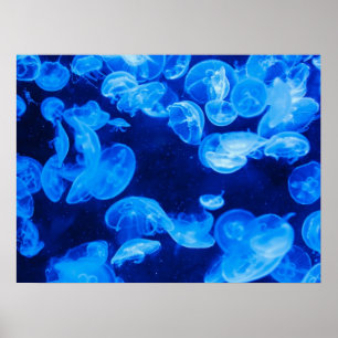 Poster das medusas da lua
