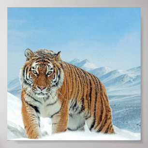 Poster das Montanhas de Tigre de Neve na Natureza 