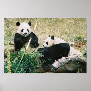 Poster das pandas (3)