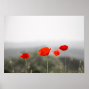 Poster das papoilas/impressão vermelhos das canva