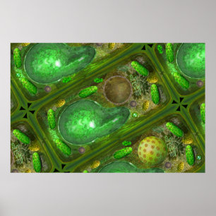 Poster das pilhas da planta