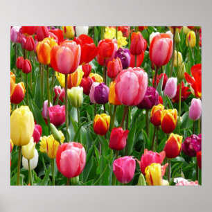 Poster das tulipas