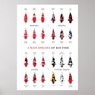 Poster das Variedades Koi Carp