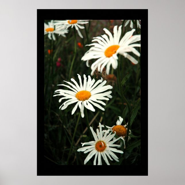 Póster Dasiy Days (Frente)