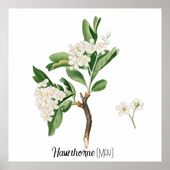 Poster Data de Nascimento Flor Hawthorn (Maio) (Frente)