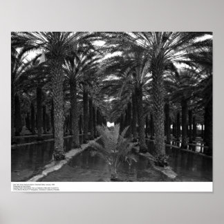 Poster Data Palm Grove durante irrigação, 1966