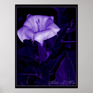 Póster Datura Mystica 3