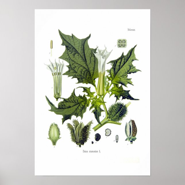 Poster Datura stramonium (Frente)