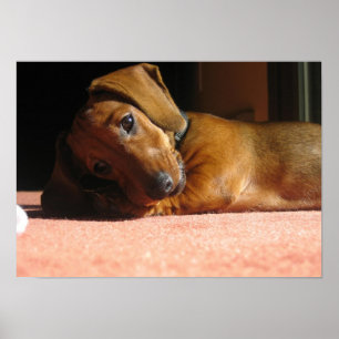 Poster Dauchshund