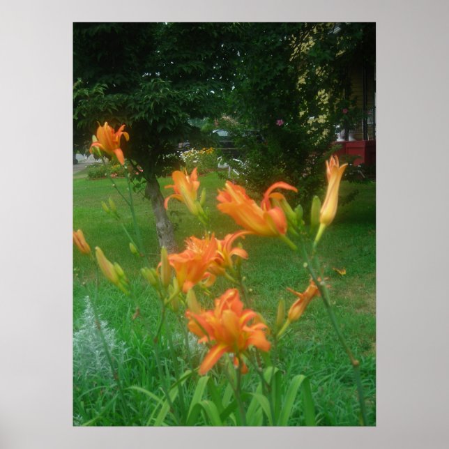 Poster Daylillies, Orange (Frente)