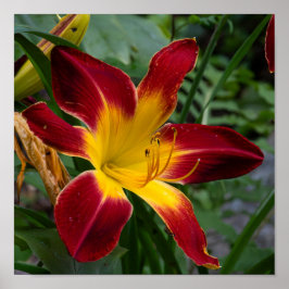 Poster Daylily