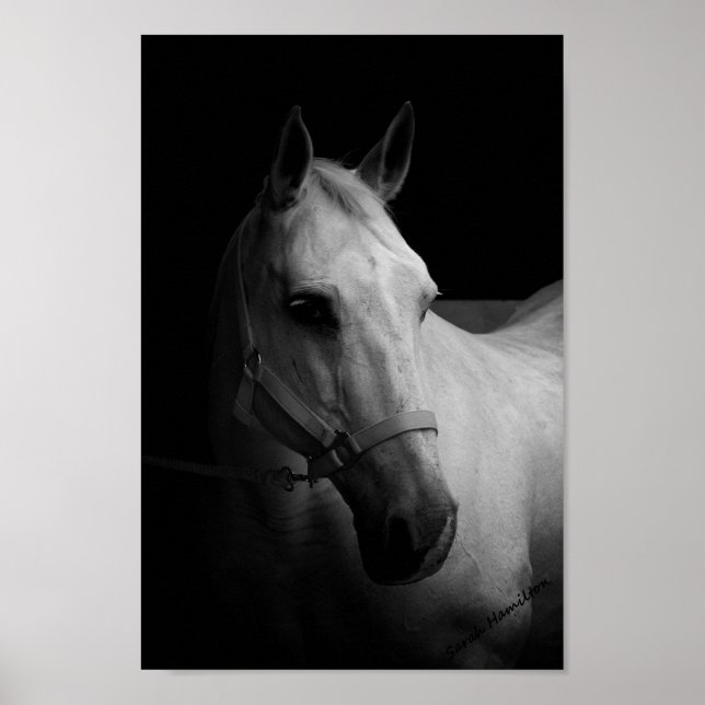 Poster Dazzle (Frente)