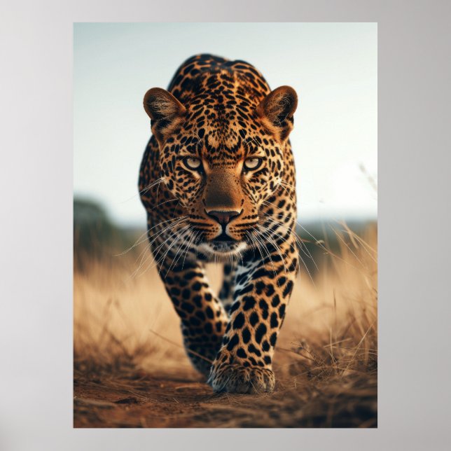 poster de 1979 Animais Selvagens Majestosos (Frente)