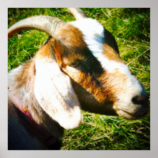 poster de 24x24 matte. Cabra. Personalize!