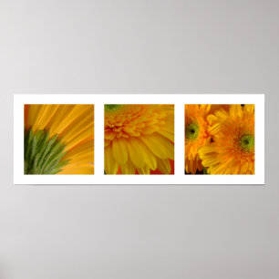Poster de 3 Gerberas
