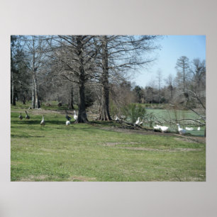 Poster de 4 de março_Park Ducks
