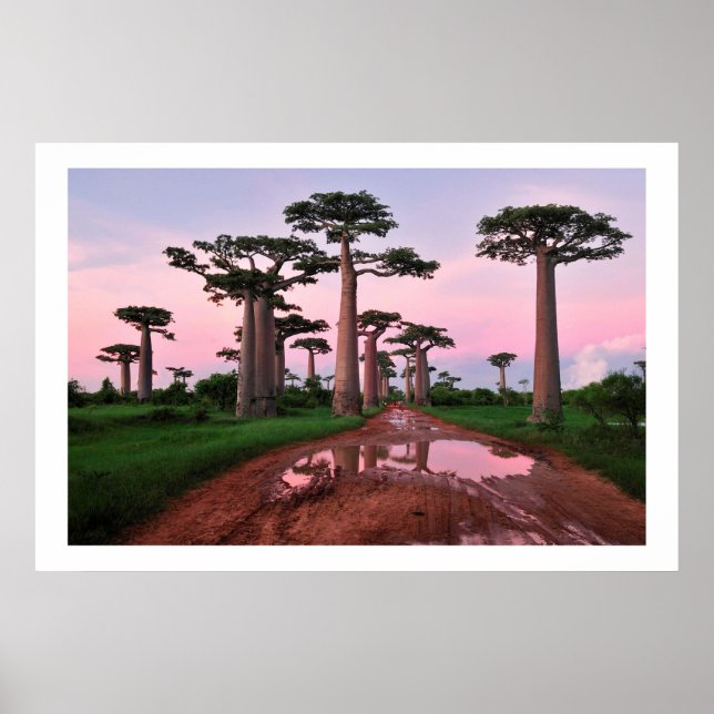 poster de 8,99 da floresta de baobab na África (Frente)