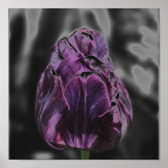 Poster de Abstrato de Flor de Tulipas Roxas Brilha (Frente)