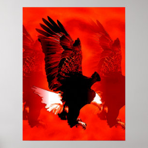 Poster de Águia Aparente - Posters de Águia Vermel
