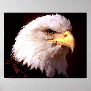 Poster de águia-balde-águia americana