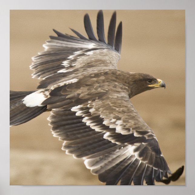 Poster de Águia Voadora (Frente)