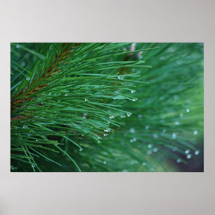 Poster de agulha de pinheiro úmido e verde