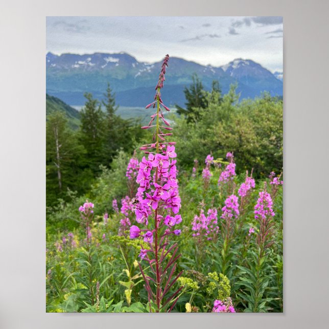 Poster de Alaskan Fireweed (Frente)